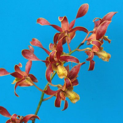 Dendrobium Copper Queen (X433)