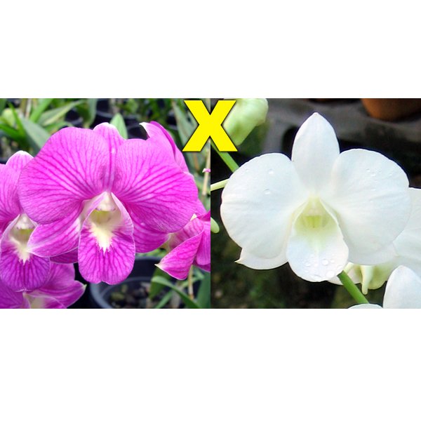 Dendrobium Burana Stripe × White Dragon (X434)
