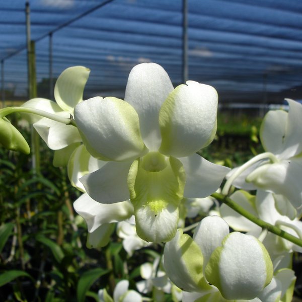 Dendrobium Liberty (X435)