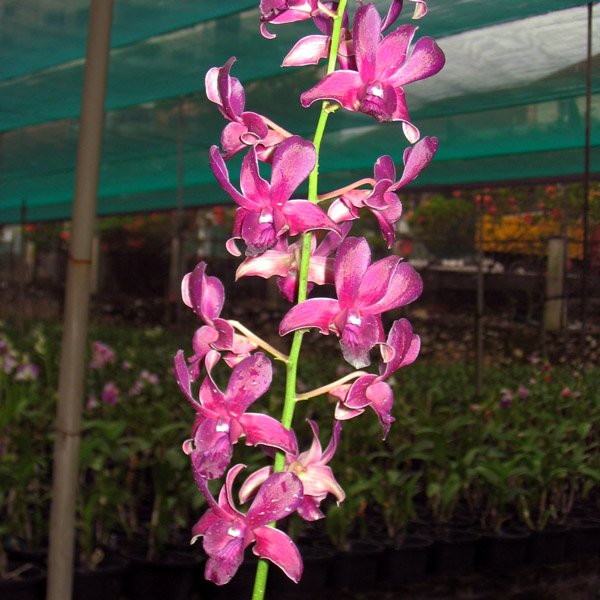 Dendrobium Kikuya × Fuchs Blue Angel (X444)