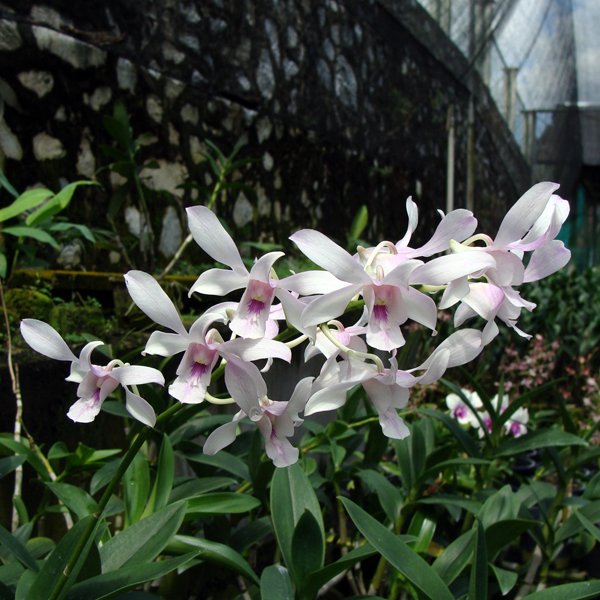 Dendrobium Channel (X448)