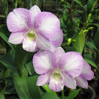 Dendrobium Burana Sweet (X450)