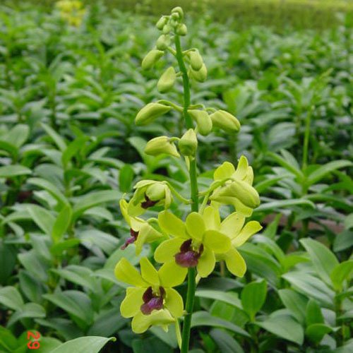 Dendrobium May Neal × Madame Uraiwan (X479)