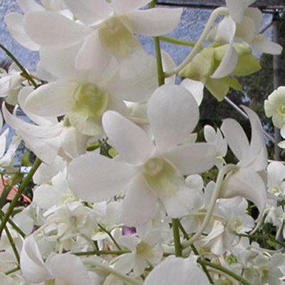 Dendrobium Shavin White (X483)