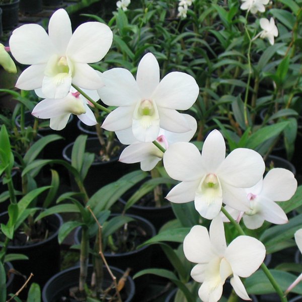 Dendrobium Emma White × Burana White (X489)