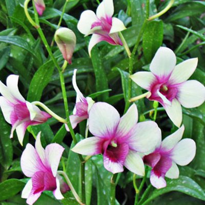 Dendrobium Mike Stripe (X493)