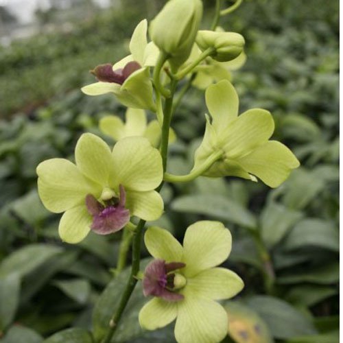 Dendrobium Burana Green (X496)