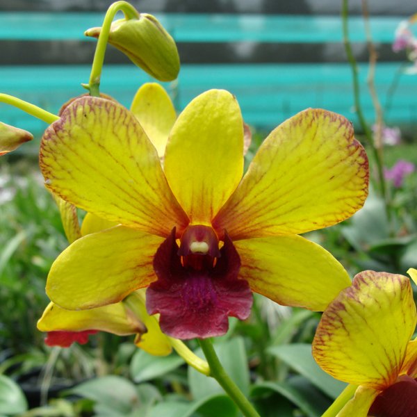 Dendrobium Siam's Gift (X507)