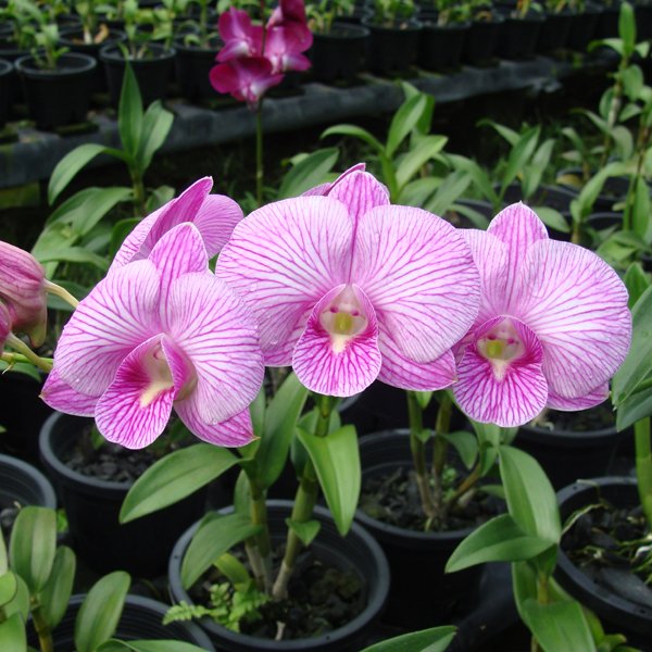 Dendrobium Diamond Queen × Burana Stripe (X531)