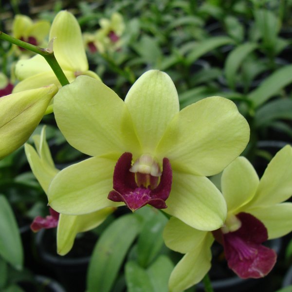 Dendrobium Madame Vipar × Burana Green Star (X535)