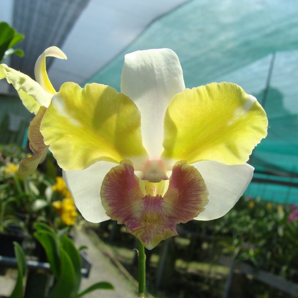 Dendrobium Nopporn Starrbright (X536)