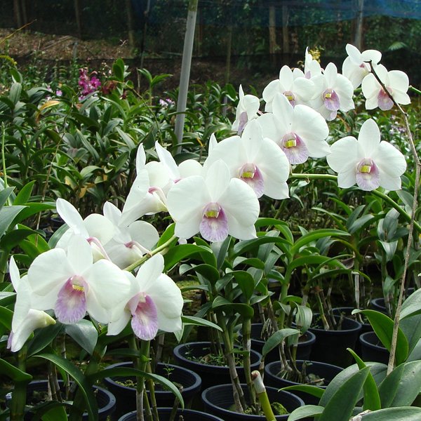 Dendrobium Kasem White × Dendrobium Madame Vipa (X537)