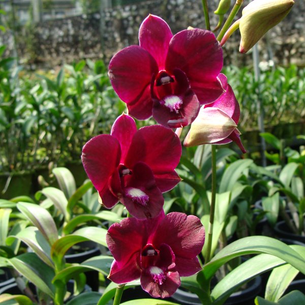 Dendrobium Cleopatra Beauty × Udomsri (X538)