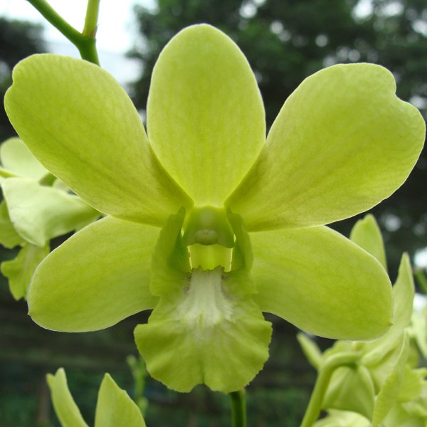 Dendrobium Aridang Green × Oliver Green (X540)