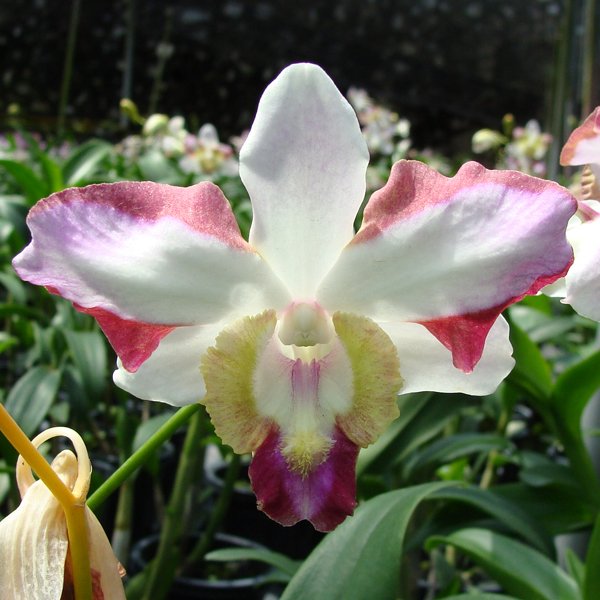 Dendrobium Nopporn Starbright (X543)