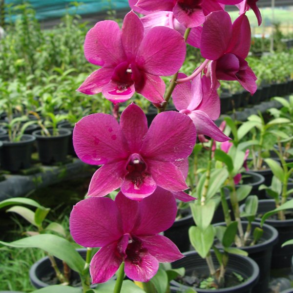 Dendrobium Blue Violetta & Red Maroon (X546)