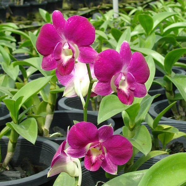 Dendrobium Blue Foxtail × Udom Blue Angel (X554)
