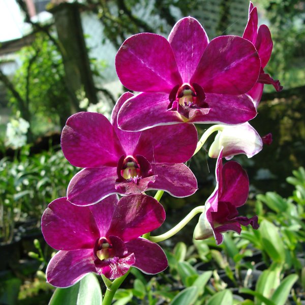 Dendrobium Sampran Brown (X555)