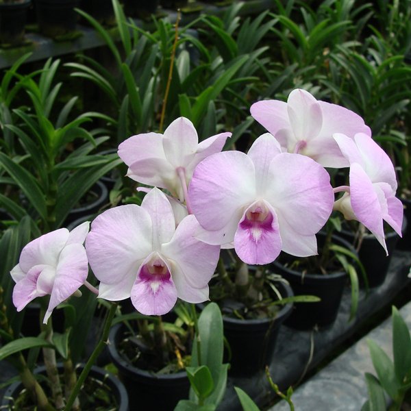 Dendrobium Burana Sunshine Compactum (X557)