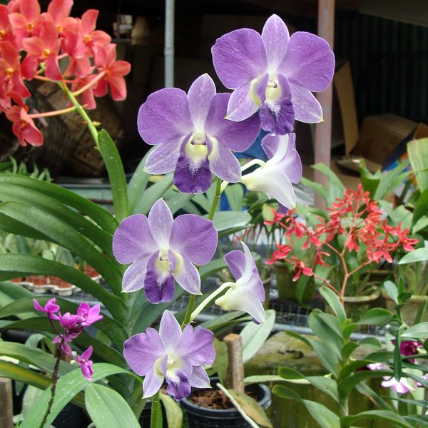 Dendrobium Red Bull (X558)