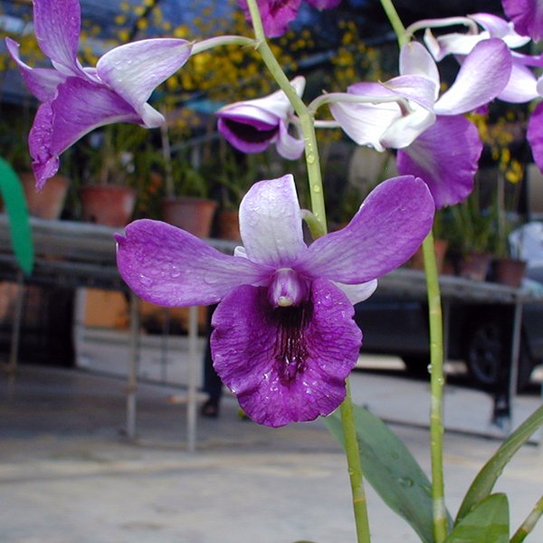 Dendrobium Reha Zehran (X560)