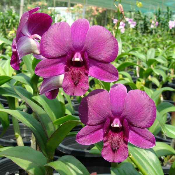 Dendrobium Mollisa Beauty × Jacquelyn Concert (X562)
