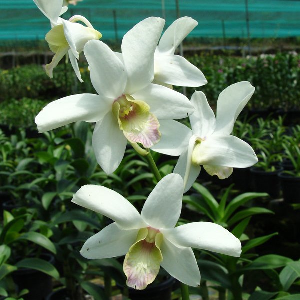Dendrobium Burana Jade × Dendrobium Sang White (X572)