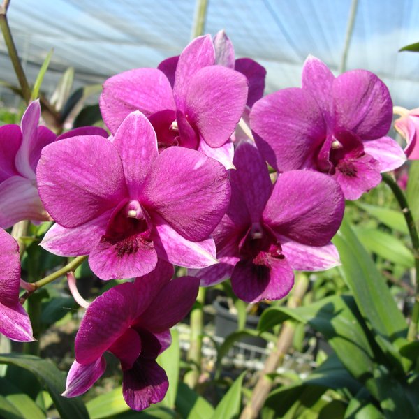 Dendrobium Bobby Mesina (X576)