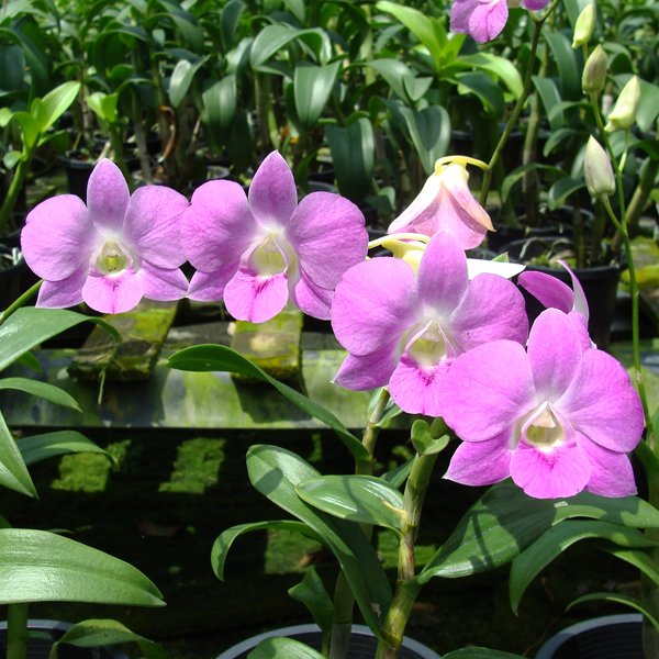 Dendrobium Adisak Pink (X580)
