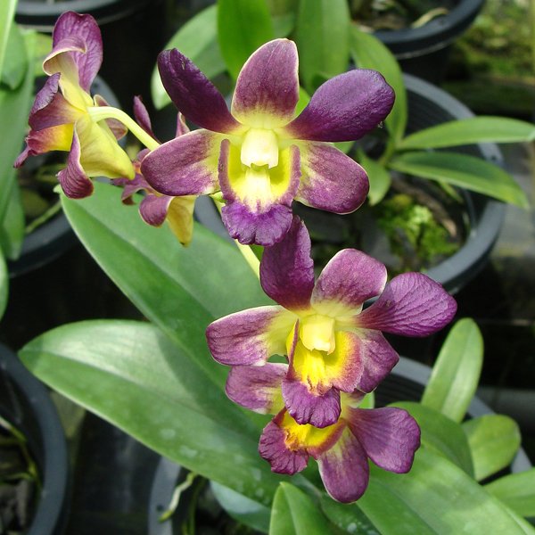 Dendrobium Betty Goto × Dendrobium Halawa Beauty (X581)