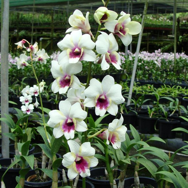 Dendrobium Emma × Chao Praya Gem 'Splash' (X587)