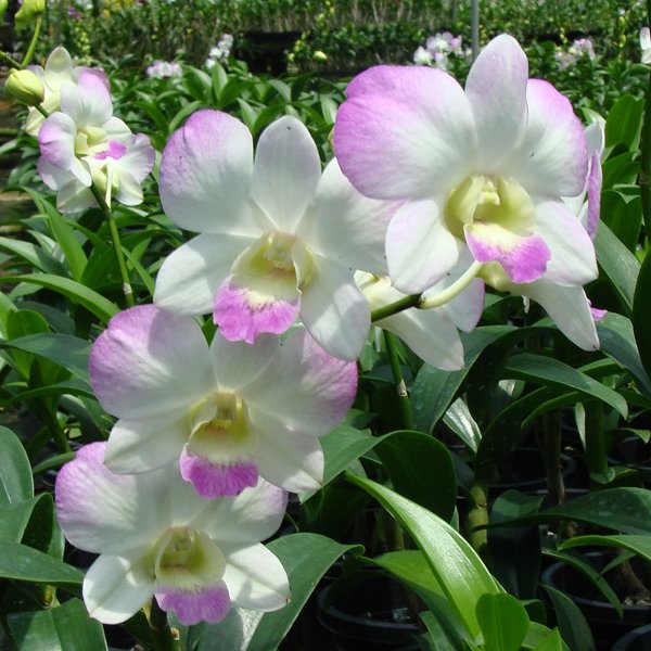 Dendrobium Burana Jade × Dendrobium Sang White (X592)