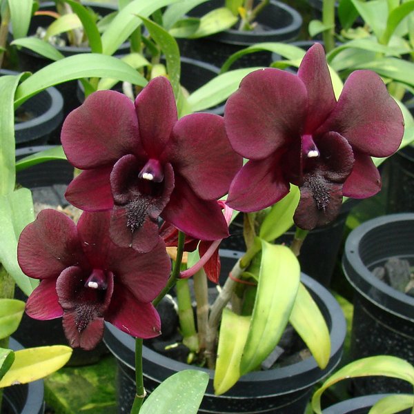 Dendrobium Blue Violetta × Dendrobium Black Cat (X597)