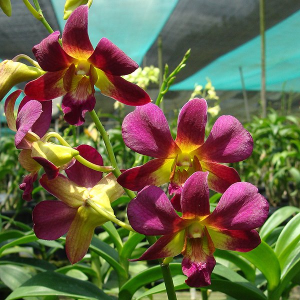 Dendrobium Morning Sun - New (X599)