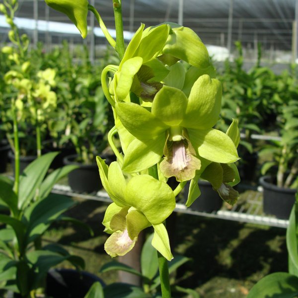 Dendrobium Burana Green (X600)