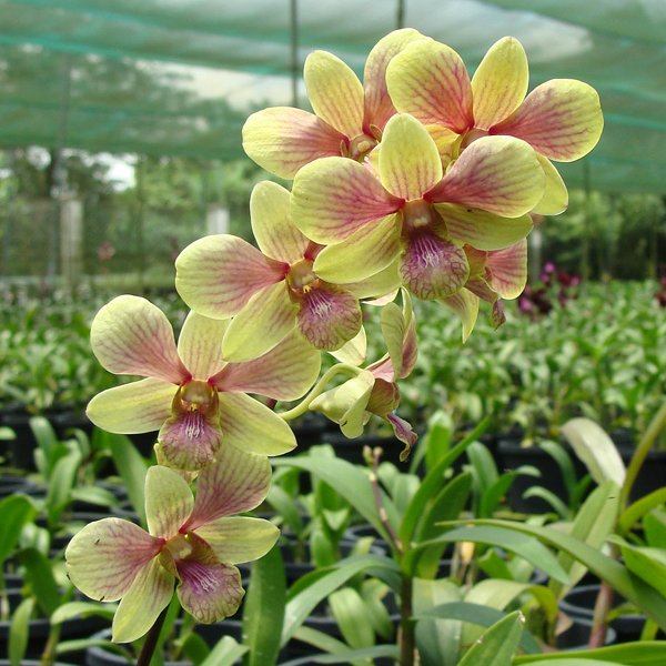 Dendrobium bigibbum × Dendrobium Burana Fancy (X609)